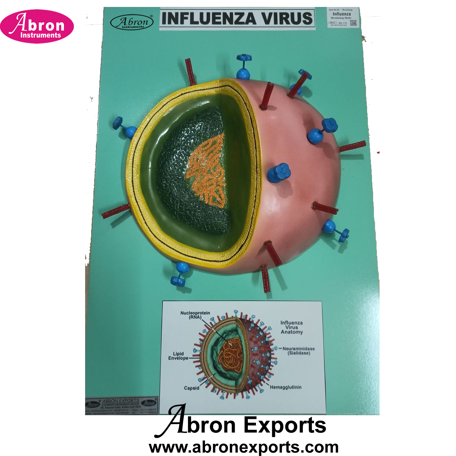 Medical College Community Human Virus Influenza Labelled on Base Big Size Abron ABM-3551VI 